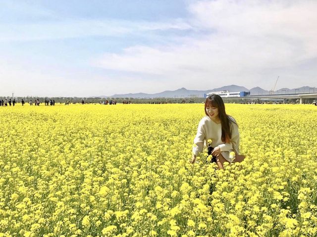 부산 대저생태공원 유채꽃밭 💛