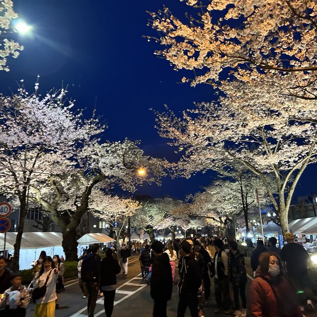 4年ぶりのひたちさくらまつり🌸