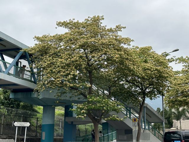 香港賞花 | 太子道西一帶魚木盛放