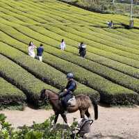 Seogwipo, Jeju ~ the land of green tea!