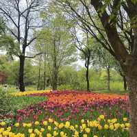 튤립🌷이 한가득 피어있는 “서울숲” 🌳