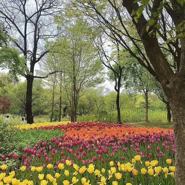 튤립🌷이 한가득 피어있는 “서울숲” 🌳