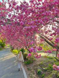 겹벚꽃명소 충남 서산 문수사🌸💕