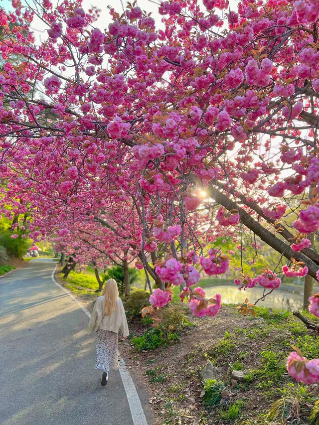 겹벚꽃명소 충남 서산 문수사🌸💕