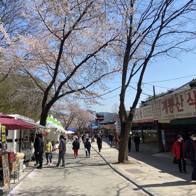 대전 근교 벚꽃 축제 계룡산국립공원