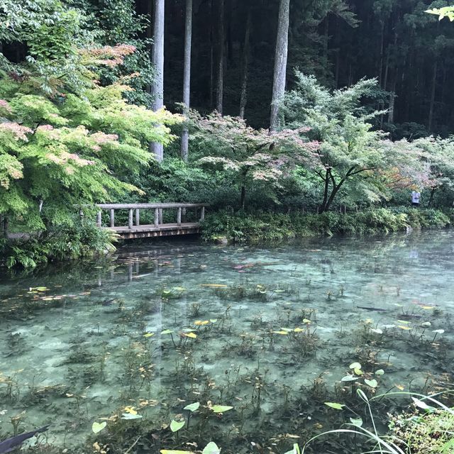 モネの池(通称)