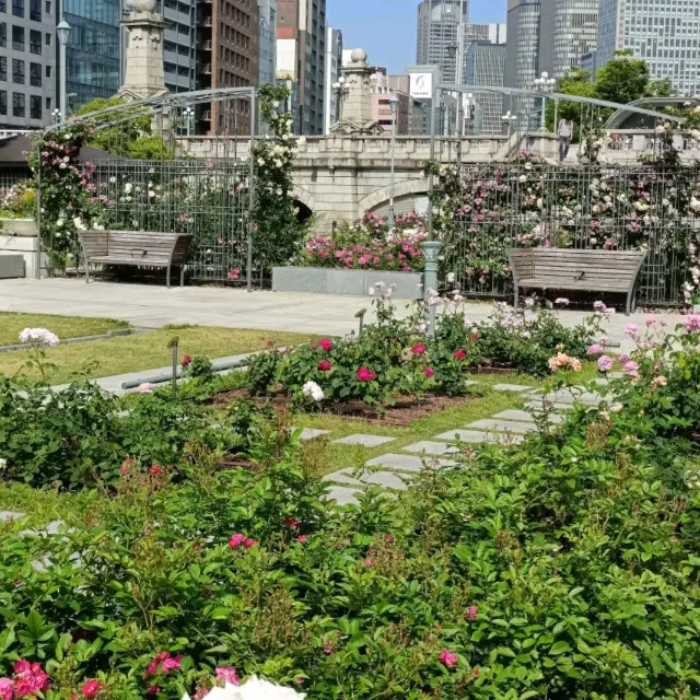 Beautiful Rose Garden in Osaka 