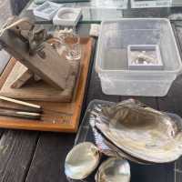 本地海排 x 珍珠養殖場 🐚