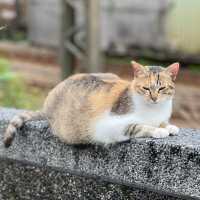 Houtong Cat Village 🐈