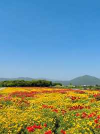 매계절 동화속 같은 예쁜 풍경으로 가득한 경주🌹🌈