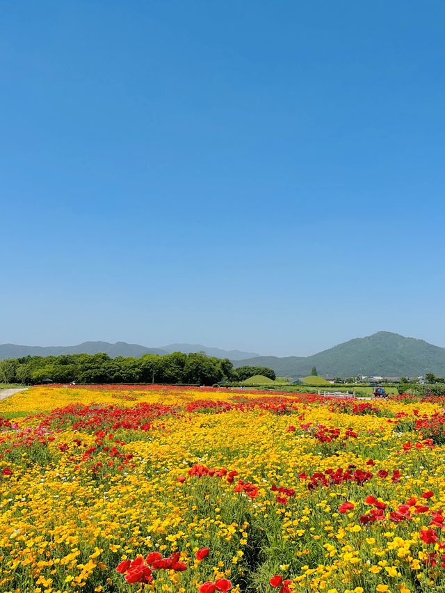 매계절 동화속 같은 예쁜 풍경으로 가득한 경주🌹🌈
