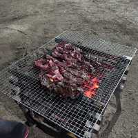 여름하면 캠핑!🏕️ 반려견과 함께하는 ‘몽산포청솔오토캠핑장’