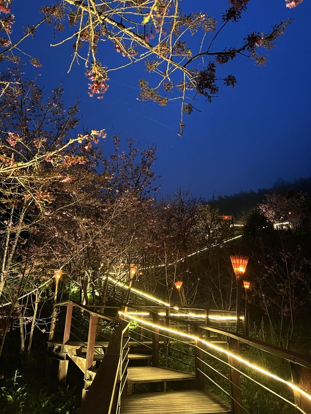 嘉義｜阿里山⛰️櫻花季必來景點🌸附夜櫻及奮起湖必吃小吃🔥