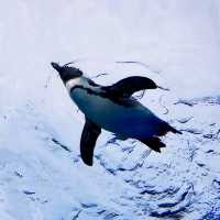 【海の世界】空飛ぶペンギン！サンシャイン水族館