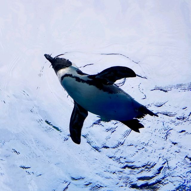 【海の世界】空飛ぶペンギン！サンシャイン水族館