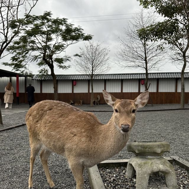 🤩張美阿嬤農場👍小可愛互動樂園🐷🦌🦘 