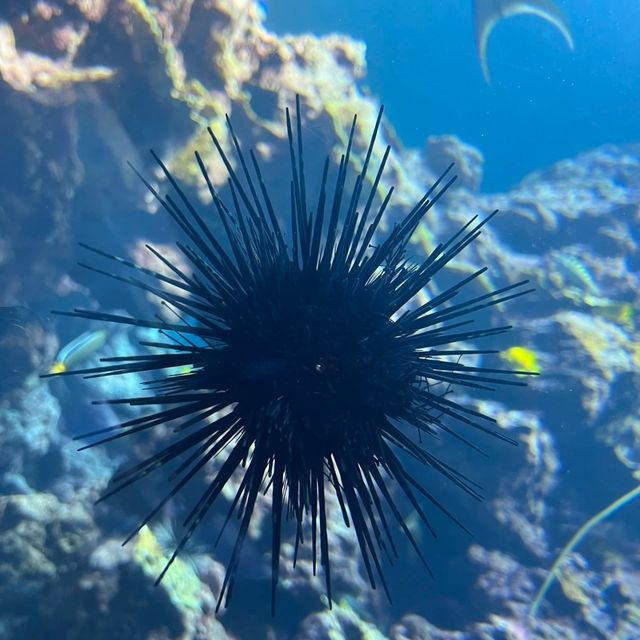 🌊🐠 台灣海洋生物博物館─海洋奇觀樂園 🌊🐠