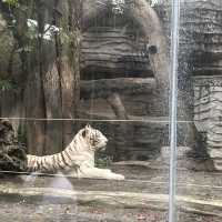 Visit the animals at Avilon Zoo