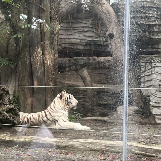 Visit the animals at Avilon Zoo