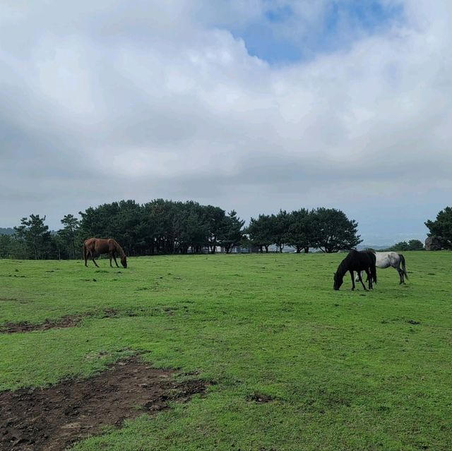 제주는 말이죠?! 🐎풍경을 즐기며 말을타보자 어승생승마장