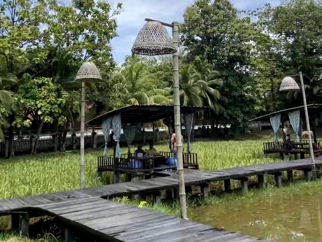 Amazing View Of Paddy Field 🫶🏻