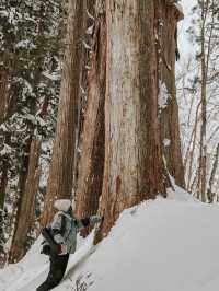 Togakushi Shrine, Nagano Japan ❄️❄️❄️