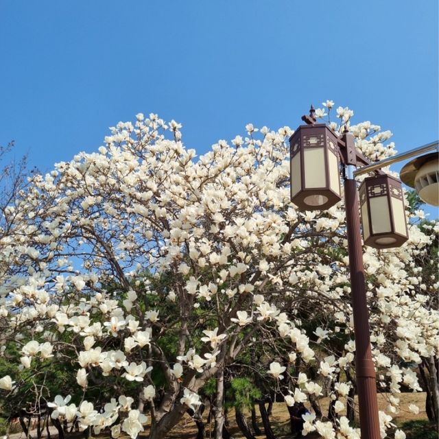 대전여행:: 봄꽃 가득한 우암사적공원🌸