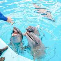 Dolphins Bay Phuket