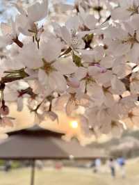 에버랜드 숨은 풍경 맛집, ‘하늘 정원길’🌸💕