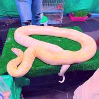 👹ตะลุยเล่น, กิน, ให้ปลิ้นเลย