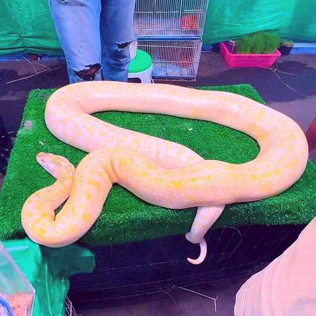 👹ตะลุยเล่น, กิน, ให้ปลิ้นเลย