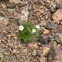 【山梨】天空の花畑！美しき北岳稜線の高山植物