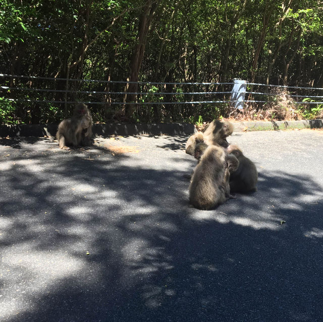 屋久島に行って雄大な自然を感じよう！