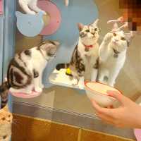 Many Mo Cafe