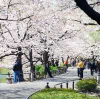 Scenic Ueno Park, Tokyo 🇯🇵