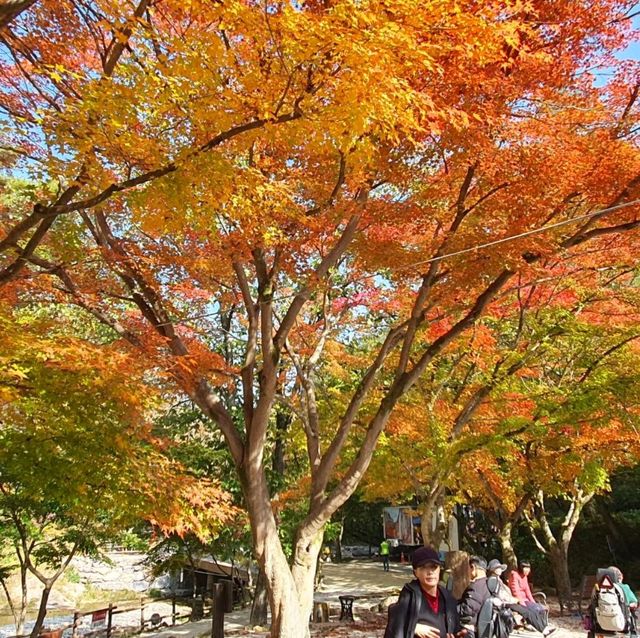 新楓葉團推薦💜剛泉山群立公園