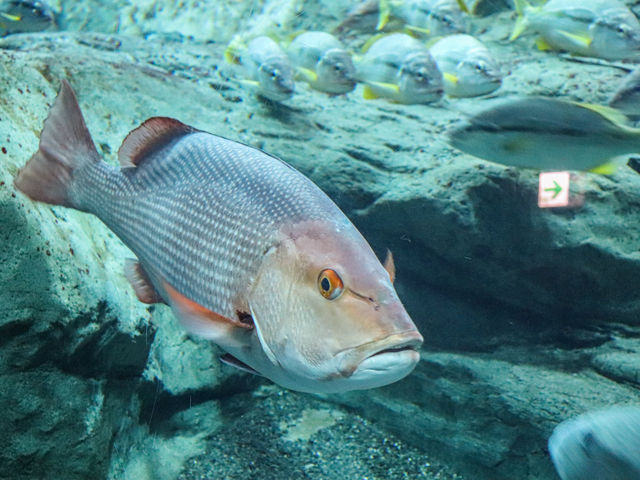 【大分県】 動物と"なかよくなる"水族館「大分マリーンパレス水族館うみたまご」🐬