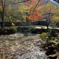 The Place with Eternal Autumn Foilage!