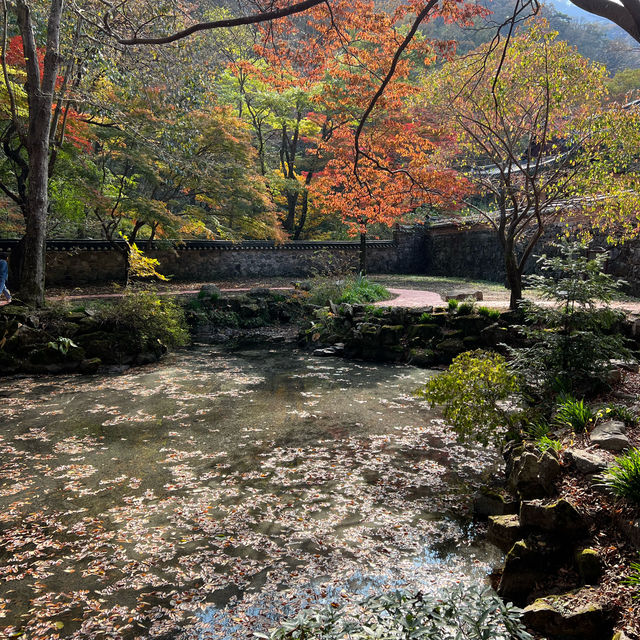 The Place with Eternal Autumn Foilage!