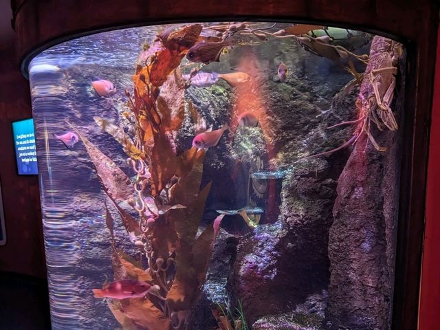 墨爾本水族館半日遊