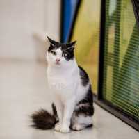 Purrfect Day at The Cat Cafe SG
