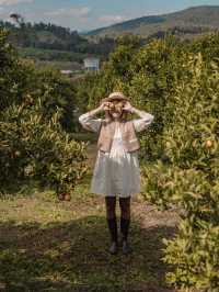 Jinju The Orange Farm สวนส้มที่ม่อนแจ่มฟีลเกาหลี🍊