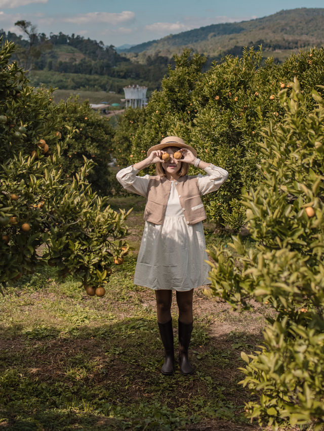 Jinju The Orange Farm สวนส้มที่ม่อนแจ่มฟีลเกาหลี🍊
