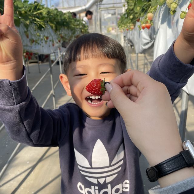 いちご狩り