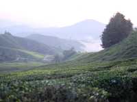 Visiting a Tea Plantation at Cameron Highland