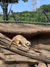 Yokohama Zoological Gardens “Zoorasia” 