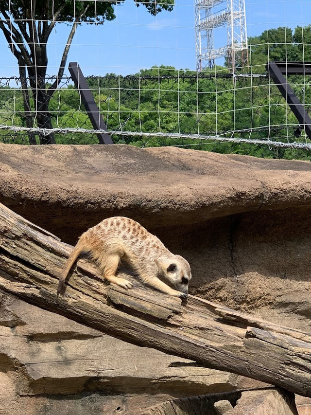 Yokohama Zoological Gardens “Zoorasia” 