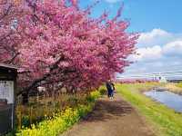 Sakura Along the river