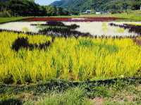 A Rice Field full of Art