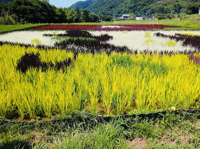 A Rice Field full of Art